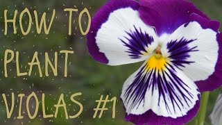 HOW TO PLANT VIOLAS 1 [upl. by Arleta]