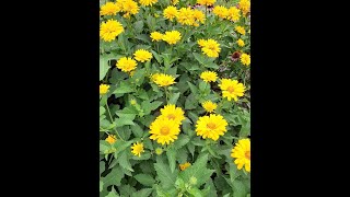 False Sunflower Heliopsis helianthoides perennials kyperennials [upl. by Beitris512]