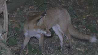 Red Fox Vulpes vulpes vixens greeting one another [upl. by Roseann]