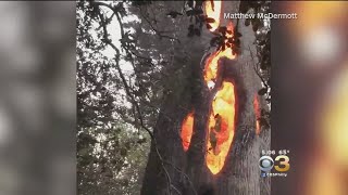 Man Finds Tree Burning From Inside In California [upl. by Natehc87]