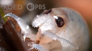 These Acrobatic Beach Hoppers Shred All Night Long  Deep Look [upl. by Lem]